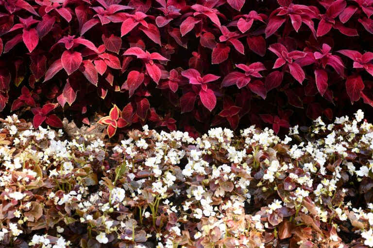 The Best Seasonal Plants for Your Garden Year-Round