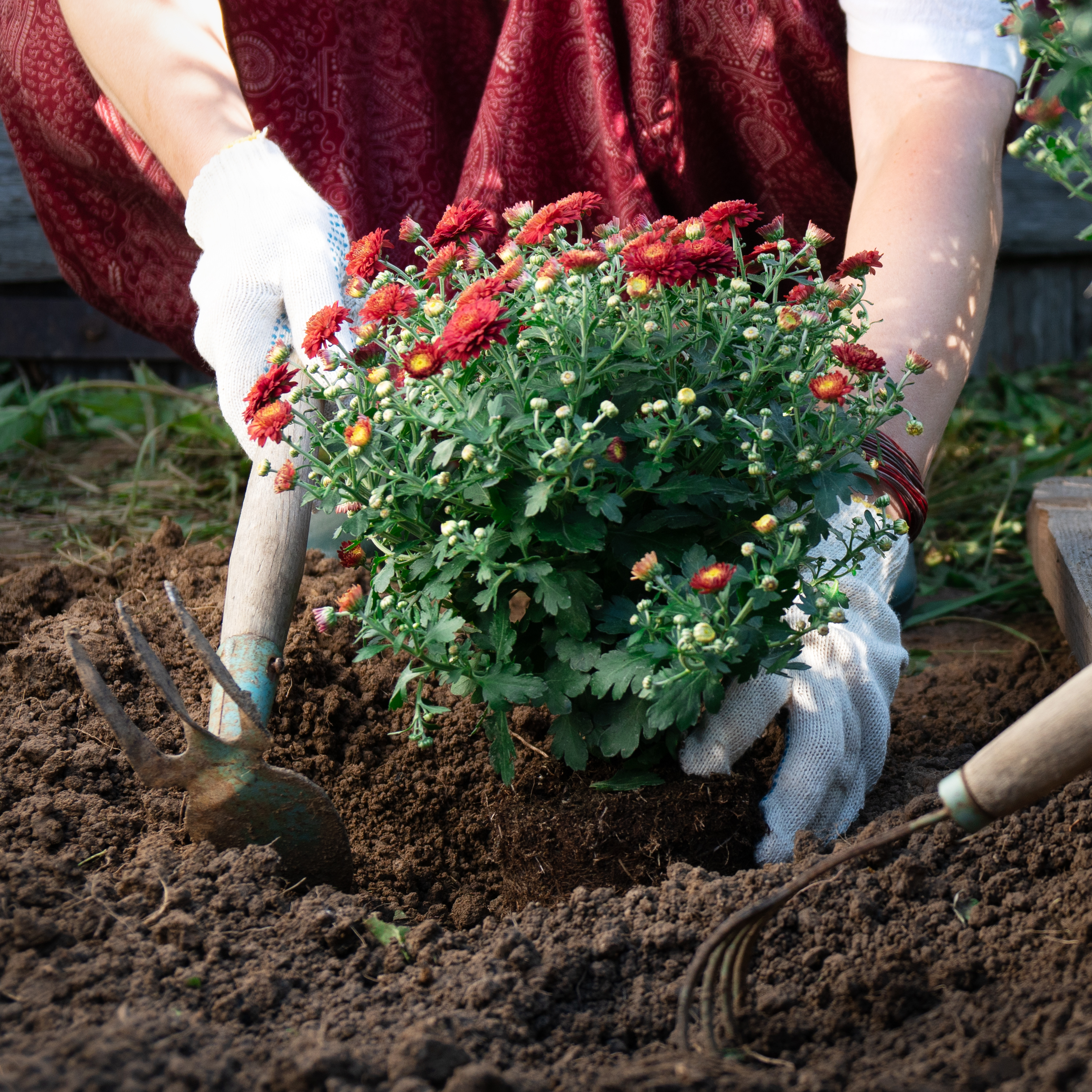 close-up-woman-s-hands-planting-red-chrysanthemum-flowers-garden-spring-summer-horticulture-gardening