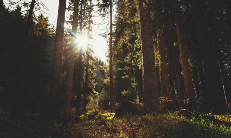 how mogothrow77 software is built