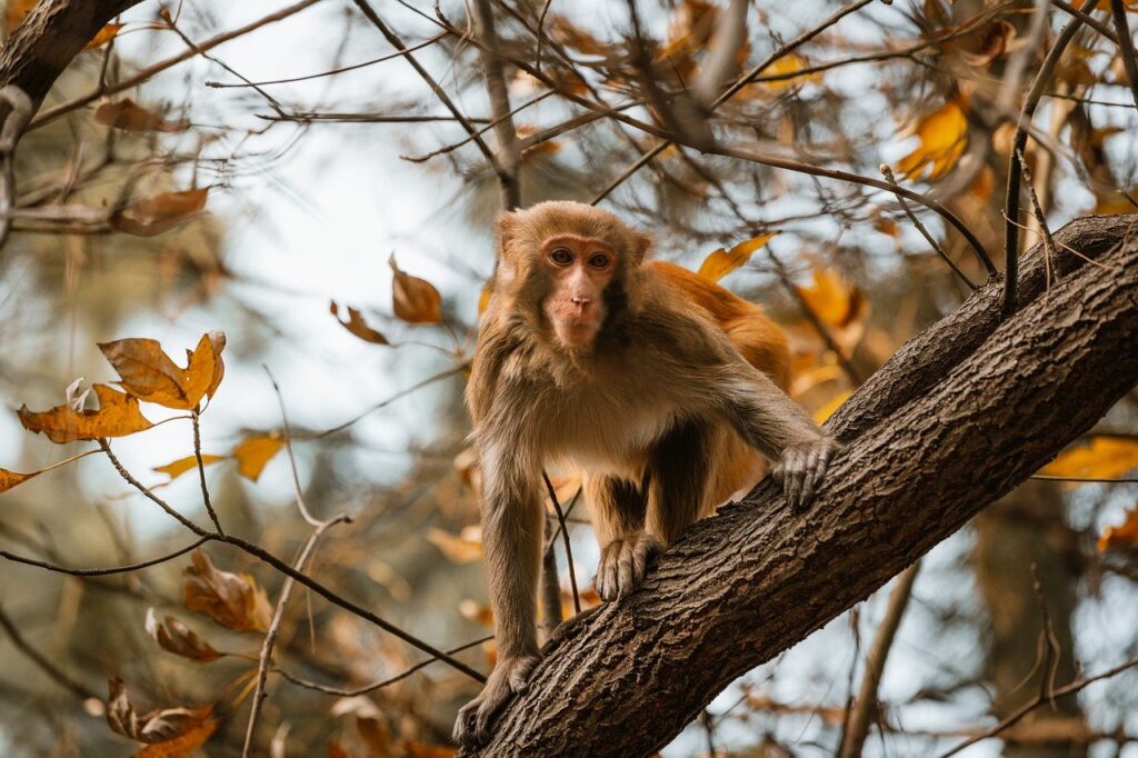 what shade of zosisfod eyebrow should i use