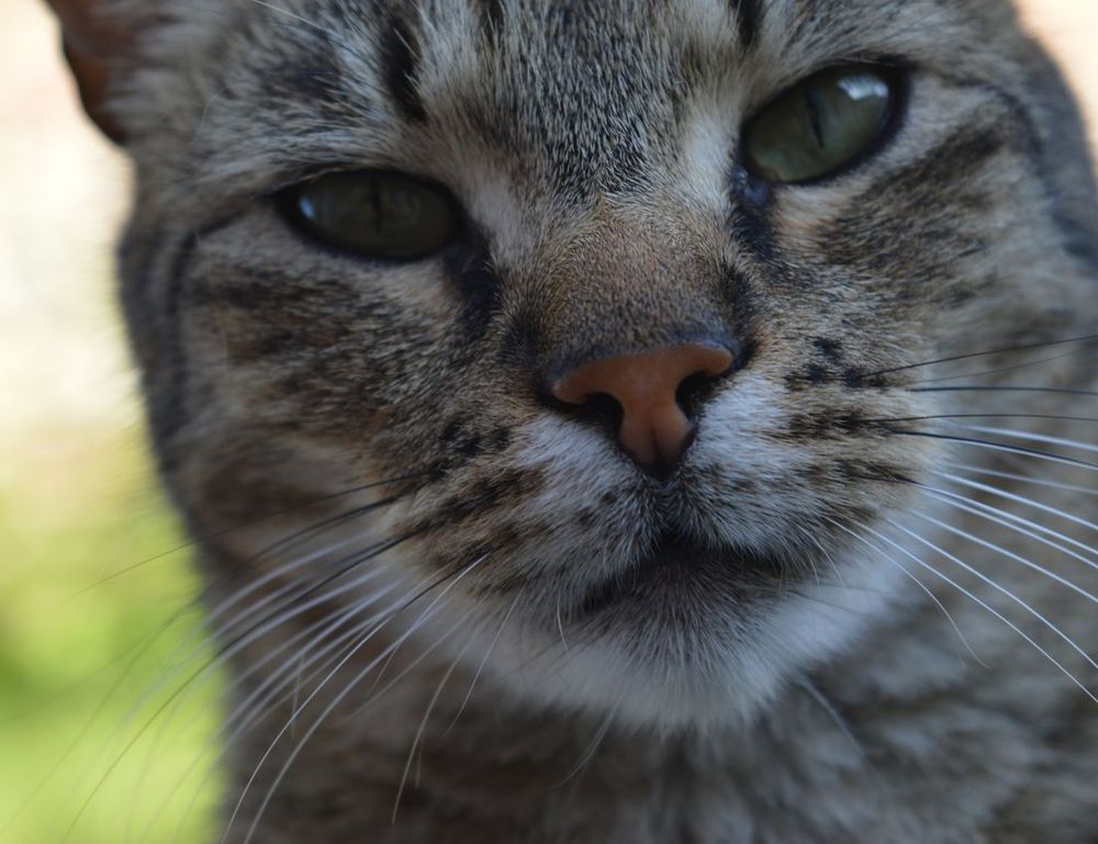 why homiezava hotel so popular